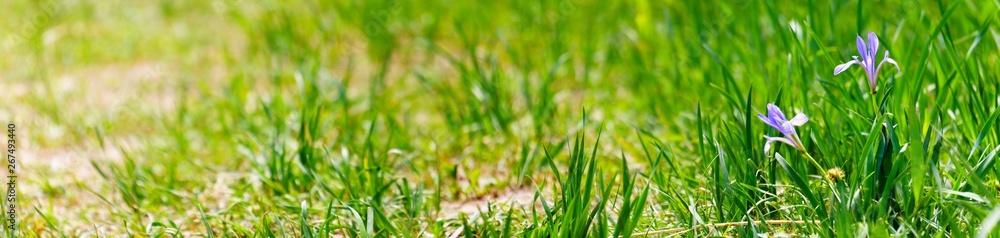 Panoramic view of footpath and wild iris flower on bokeh background Panoramic view of footpath and wild iris flower on bokeh background