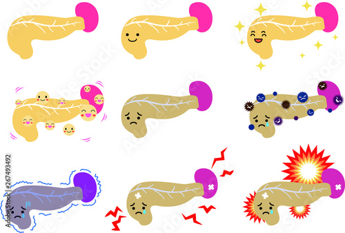 Illustration of a cute pancreas and spleen set