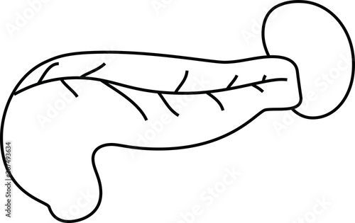 Illustration of a cute pancreas and spleen outline