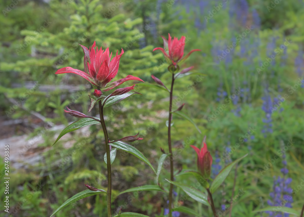 Indian Paint Brush Blooms with Blue Flowers Indian Paint Brush Blooms with Blue Flowers