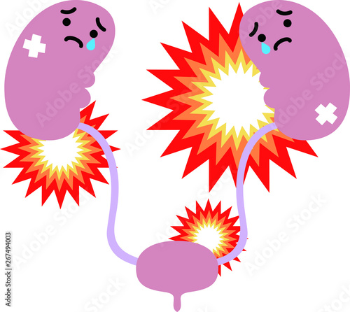 Illustration of cute kidney and bladder 