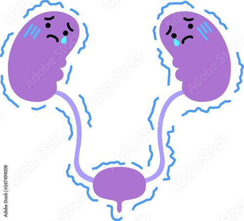 Illustration of cute kidney and bladder 