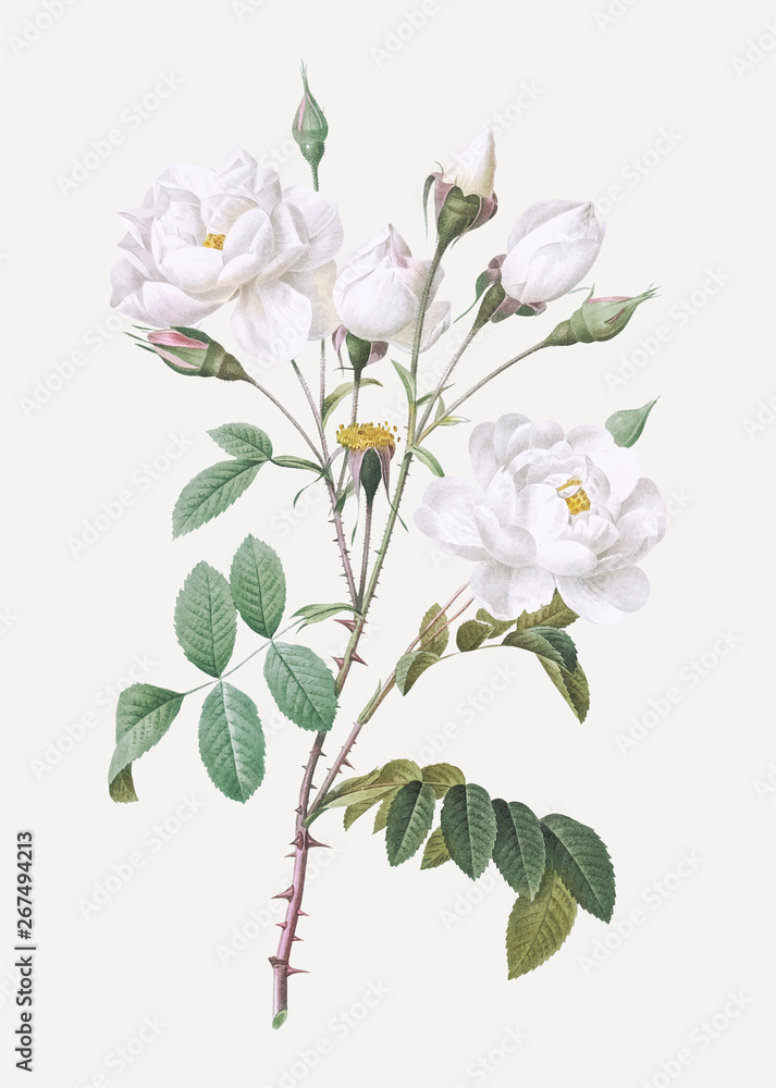 Vintage white rose poster