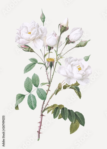 Vintage white rose poster