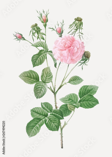 Pink agatha rose