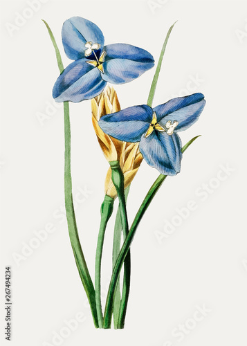 Blue iris