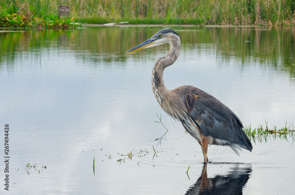 Great Blue Heron Wading in a Swamp Great Blue Heron Wading in a Swamp