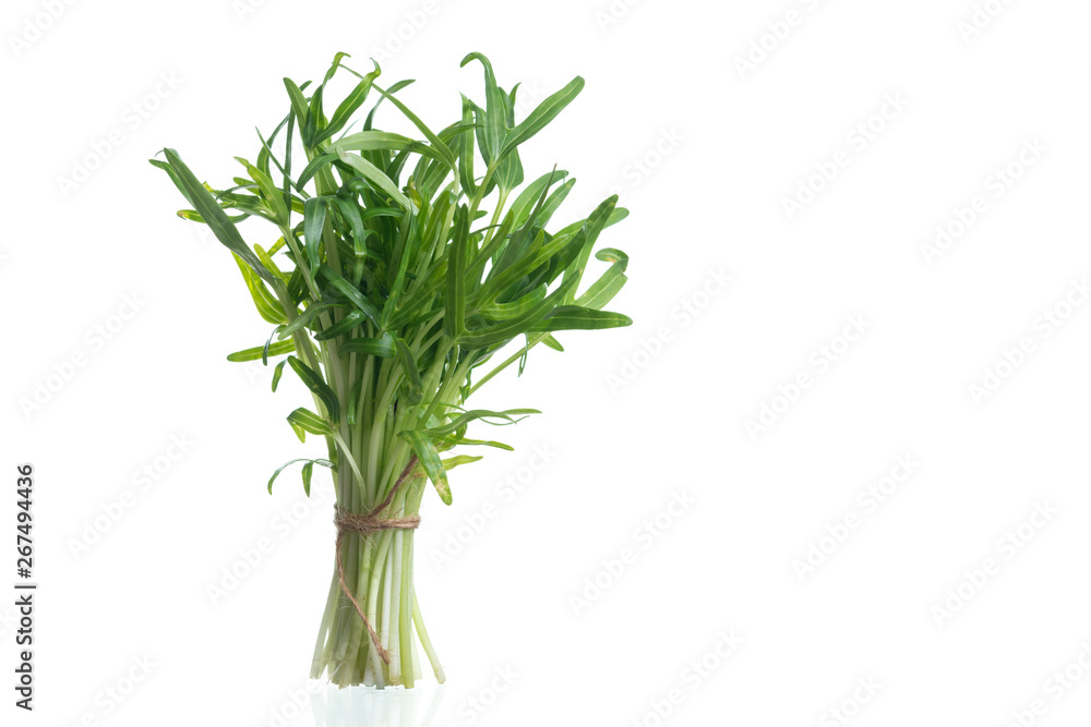 Water spinach sprouts and Germination of spinach Water spinach sprouts and Germination of spinach