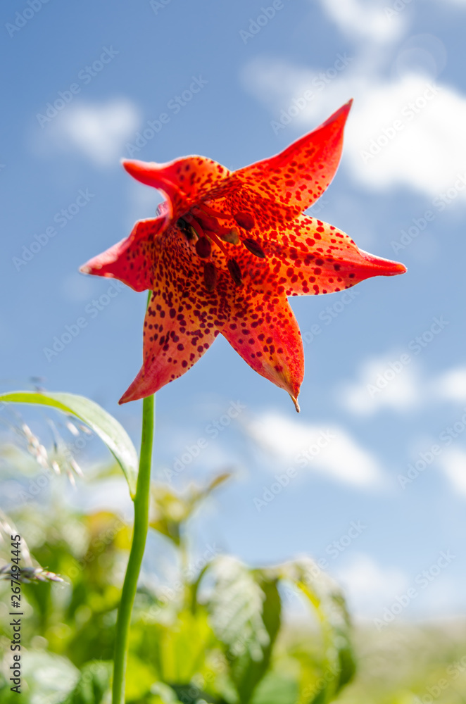 Grays Lily Against Blue Sky Vertical Grays Lily Against Blue Sky Vertical