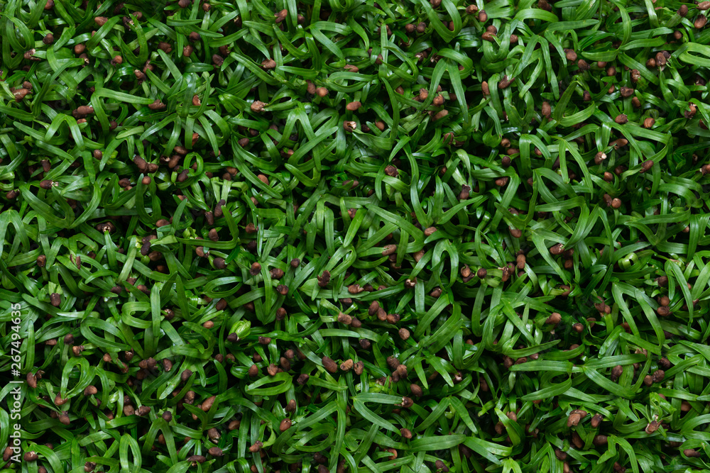 Fototapeta premium Water spinach sprouts and Germination of spinach