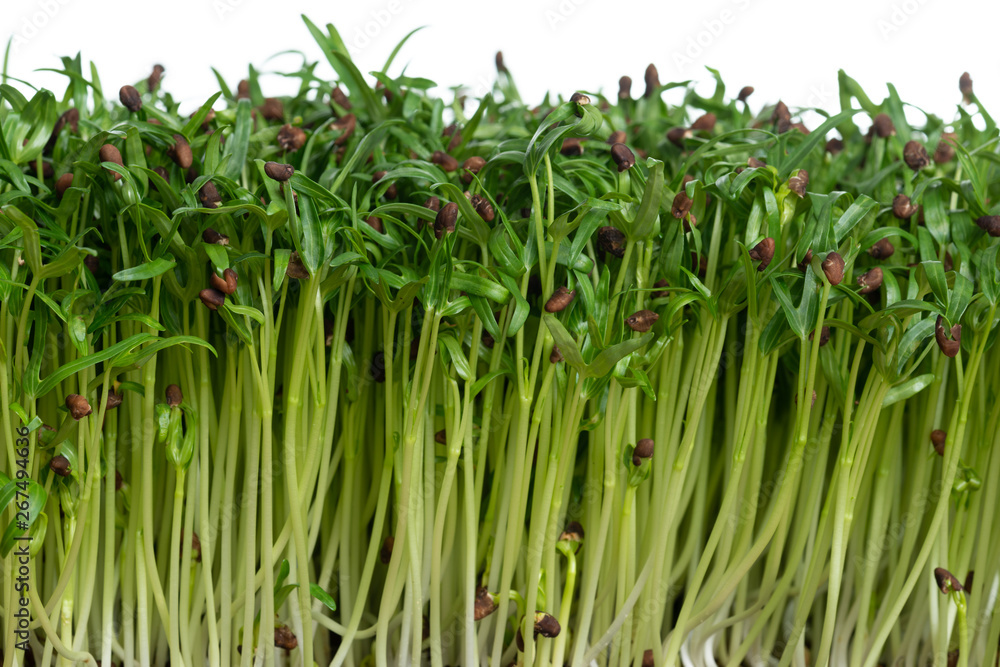 Water spinach sprouts and Germination of spinach Water spinach sprouts and Germination of spinach