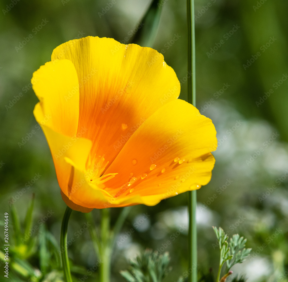 Fototapeta premium California poppy in bloom