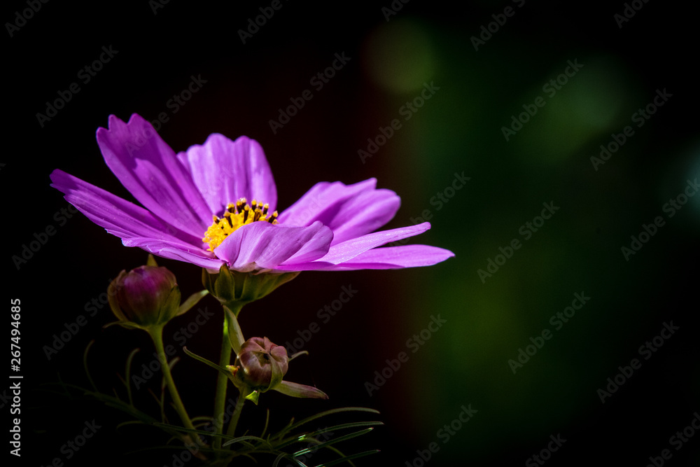 Obraz premium Close-up of wildflowers in bloom