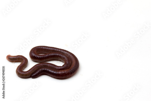 African Night Crawler, earthworms isolated on white background.