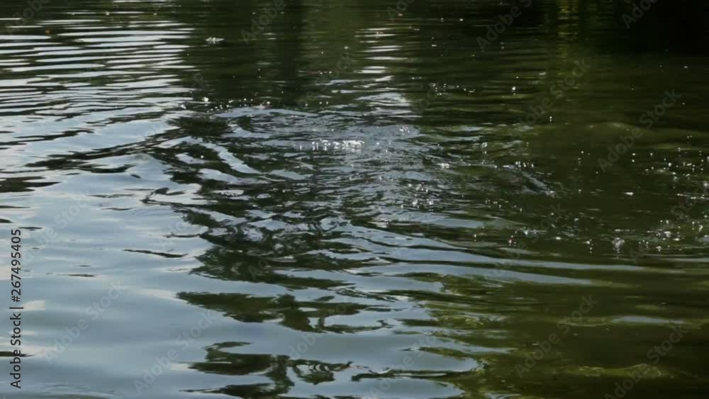 Carp Fish Swimming At Freshwater Lake In Nature While Being Fed Carp Fish Swimming At Freshwater Lake In Nature While Being Fed