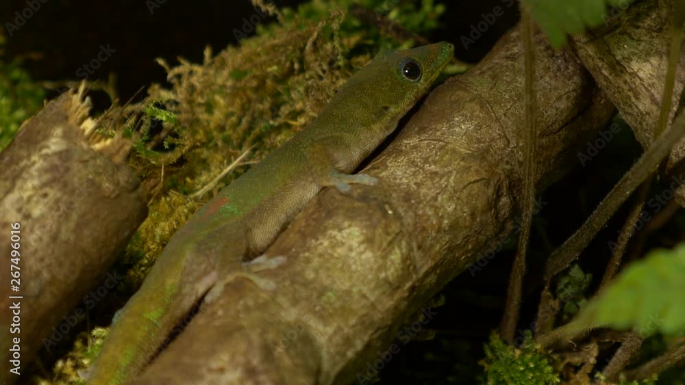 beautiful golden day gecko moistening its eyes using its tongue. beautiful golden day gecko moistening its eyes using its tongue.