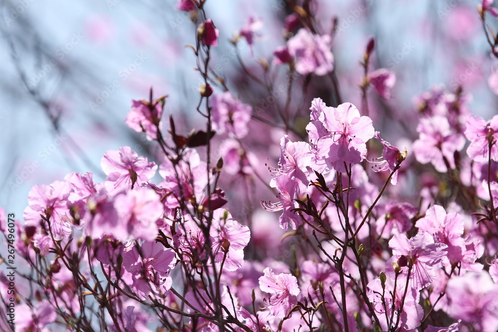 closeup of pink azalea on blue sky background closeup of pink azalea on blue sky background