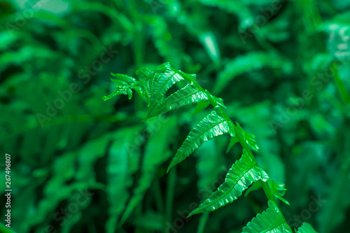 Green leaf pattern background,Natural background and wallpaper,water drop on black background,soft focus.