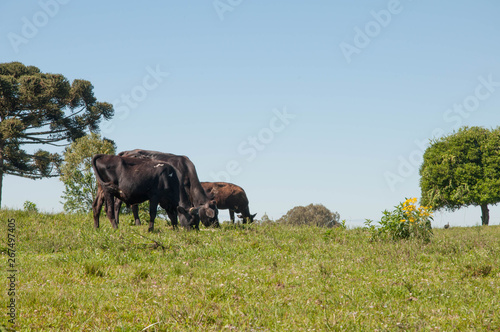 cow in field