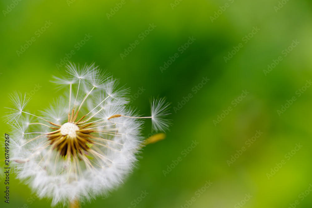 closeup view of dandelion seed on green color bokeh background closeup view of dandelion seed on green color bokeh background