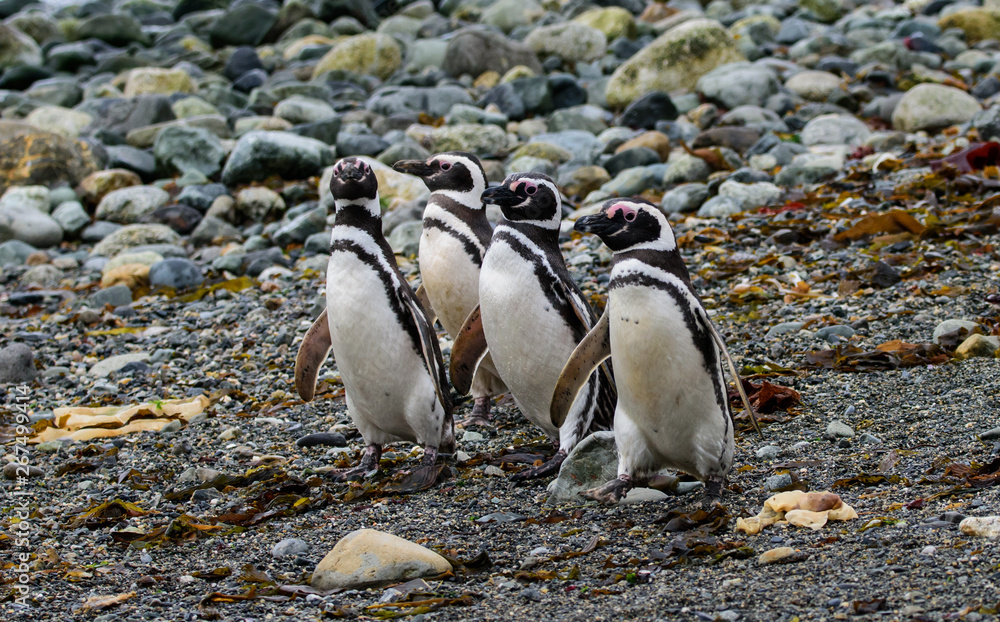 Naklejka premium Magellanic penguins