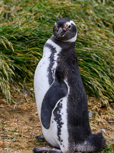 Fototapeta Naklejka Na Ścianę i Meble -  Magellanic penguin