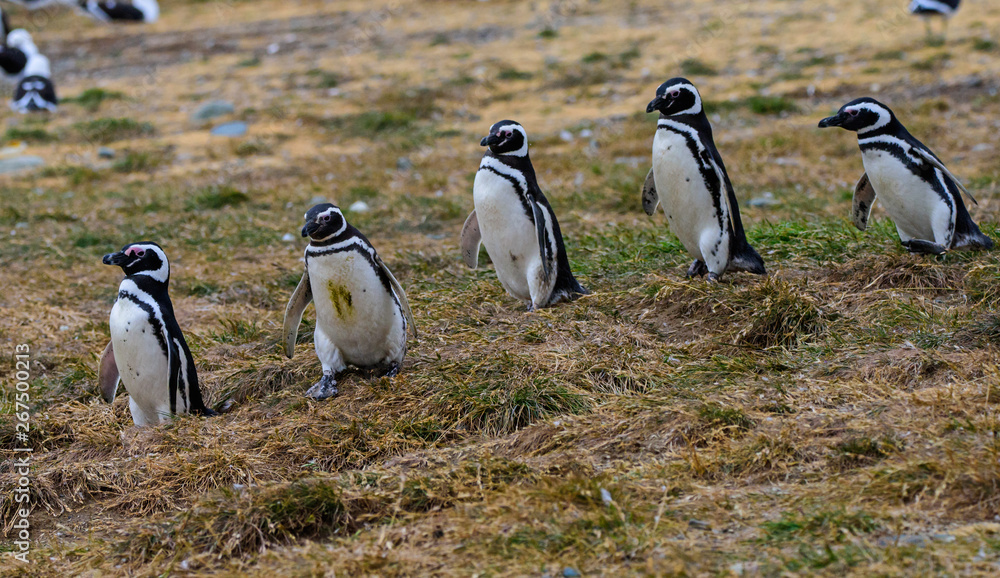 Fototapeta premium Magellanic penguins