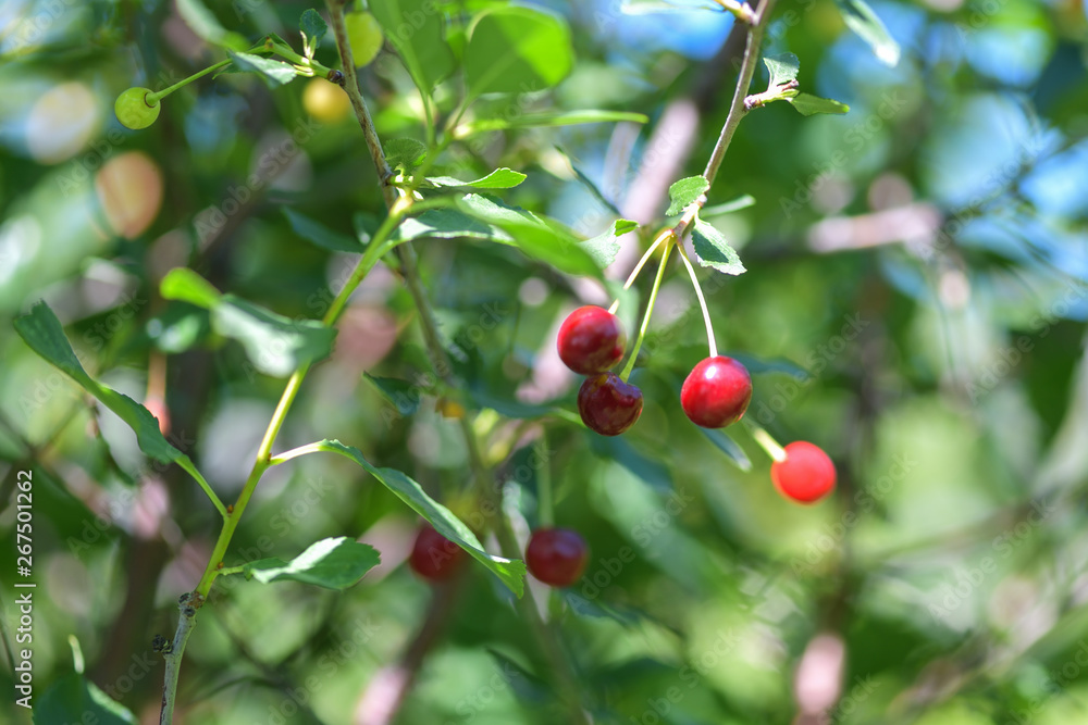 Ripening of cherry berries on the tree. Horizontal photo.