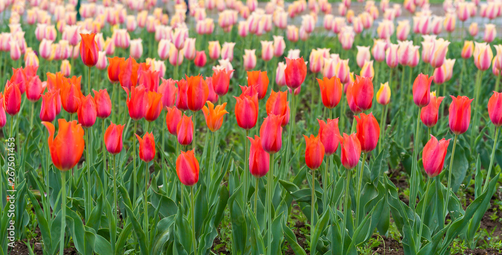 Beautiful tulip flowers is a veritable Eden in Indira Gandhi Memorial Tulip Garden Srinagar is Asia’s largest such garden at Srinagar, Jammu and Kashmir, India Beautiful tulip flowers is a veritable Eden in Indira Gandhi Memorial Tulip Garden Srinagar is Asia’s largest such garden at Srinagar, Jammu and Kashmir, India