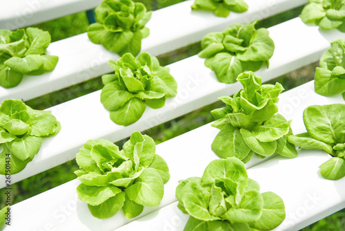 butterhead lettuce growing in greenhouse vegetable hydroponic system farm plants on water without soil agriculture organic photo