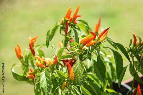 Red and green chili peppers tree growing in vegetable garden