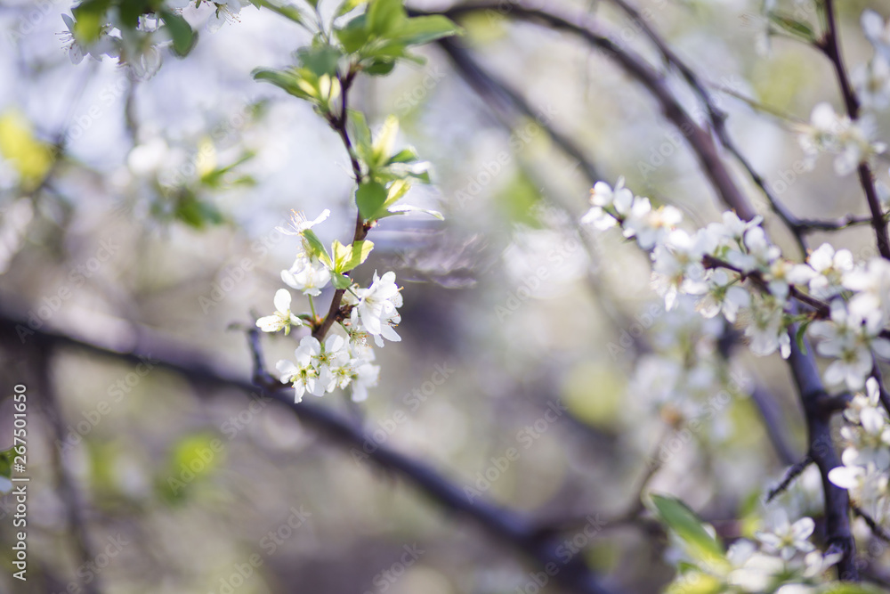 white spring flowers on a tree branch over grey sunny bokeh background close-up white spring flowers on a tree branch over grey sunny bokeh background close-up