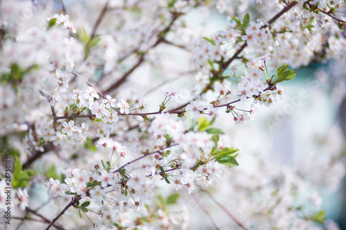 white spring flowers on a tree branch over grey sunny bokeh background close-up