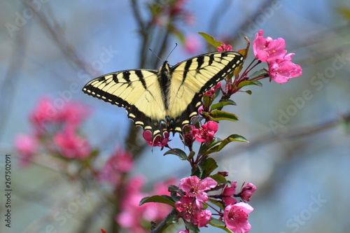 Tiger Swallowtail in the Crabapple Tree