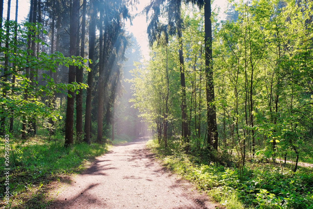 Obraz premium Sunlight in the green forest, spring time. Beautiful nature on a foggy morning. Magic fairy forest with mysterious lights. Beautiful spring landscape