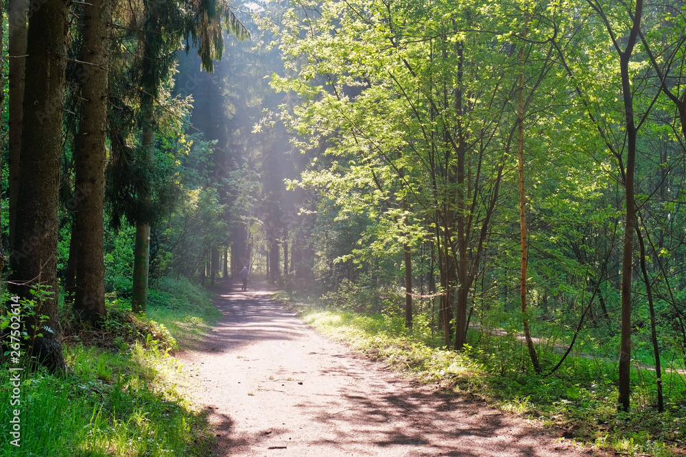 Naklejka premium Sunlight in the green forest, spring time. Beautiful nature on a foggy morning. Magic fairy forest with mysterious lights. Beautiful spring landscape