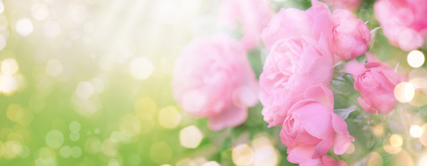 Pink roses on natural green background, summer landscape, banner format