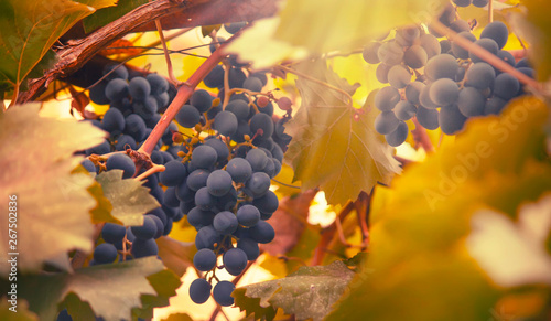 Blue grapes on the vine, wine variety in the vineyard, autumn natural background, selective focus photo