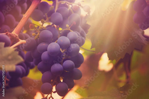 Blue grapes on the vine, wine variety in the vineyard, autumn natural background, selective focus photo