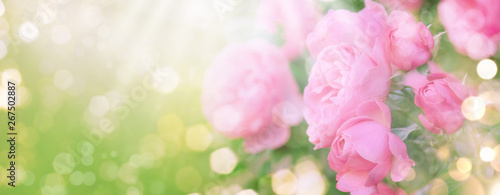 Pink roses on natural green background, summer landscape, banner format