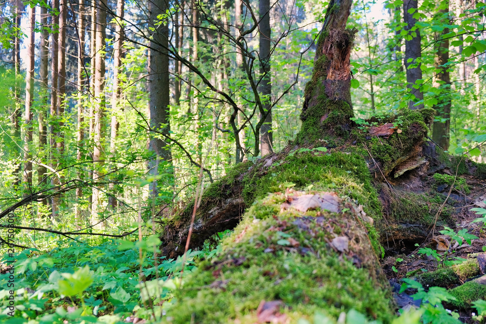 Photo of a picturesque stump in the sunlight in the green forest, spring time. Beautiful nature in the morning in the fog. Magic fairy forest Photo of a picturesque stump in the sunlight in the green forest, spring time. Beautiful nature in the morning in the fog. Magic fairy forest