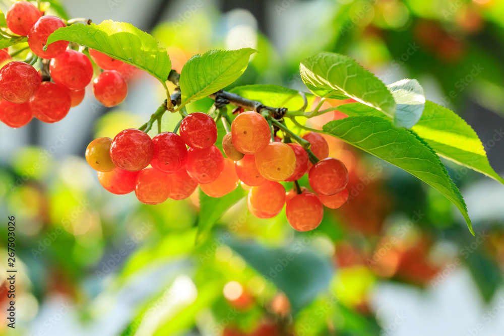 Cherry tree with ripe cherries in the garden Cherry tree with ripe cherries in the garden
