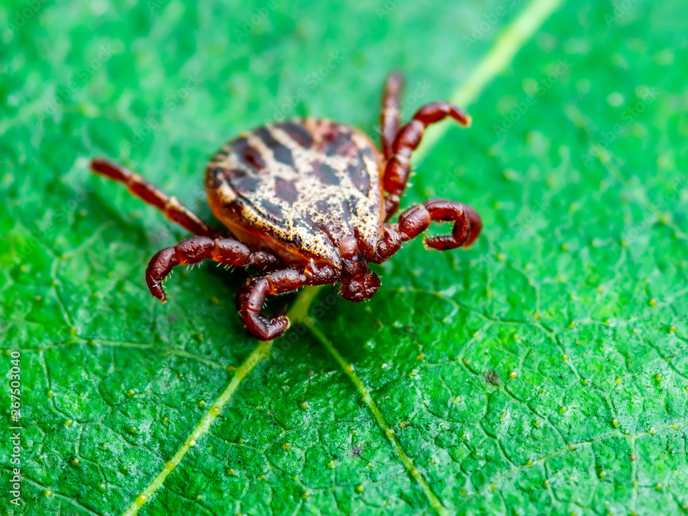 Encephalitis Virus or Lyme Borreliosis Disease or Monkey Fever Infectious Dermacentor Tick Arachnid Parasite Insect on Green Leaf Macro Encephalitis Virus or Lyme Borreliosis Disease or Monkey Fever Infectious Dermacentor Tick Arachnid Parasite Insect on Green Leaf Macro