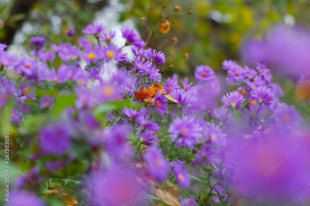 Obraz premium Purple flowers