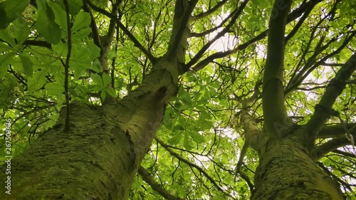 European Chestnut tree in ground-level shot photo