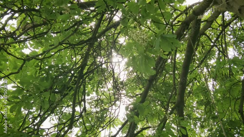 European Chestnut tree in harsh wind Ground-level flowers blooming sun through leaves European Chestnut tree in harsh wind Ground-level flowers blooming sun through leaves