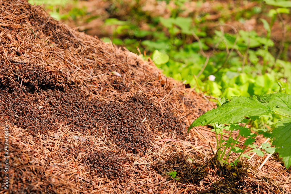 Photo of a picturesque anthill on a stump in the sunlight in the green forest, spring time. Beautiful nature in the morning in the fog. Magic fairy forest with mysterious lights. Photo of a picturesque anthill on a stump in the sunlight in the green forest, spring time. Beautiful nature in the morning in the fog. Magic fairy forest with mysterious lights.