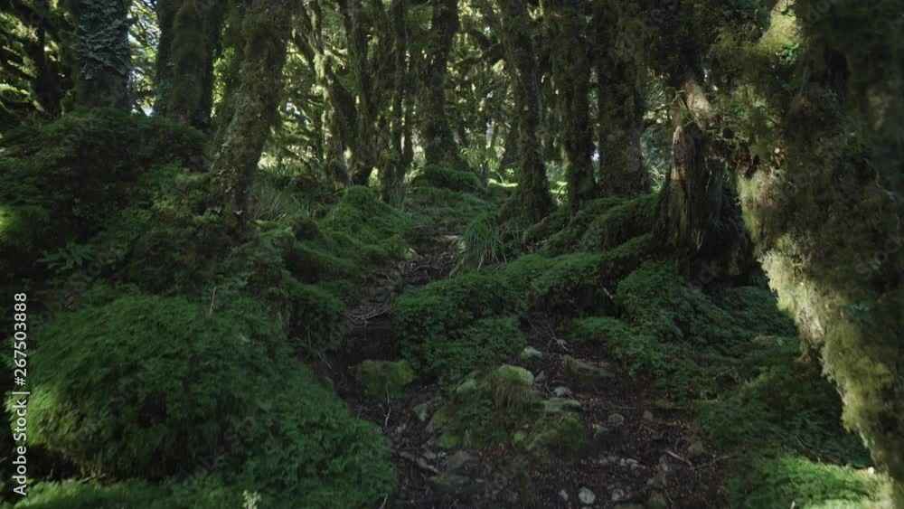 Walking through mossy forest in New Zealand Walking through mossy forest in New Zealand
