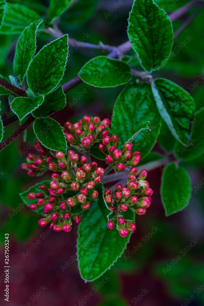 Close up of flower buds in the spring Close up of flower buds in the spring
