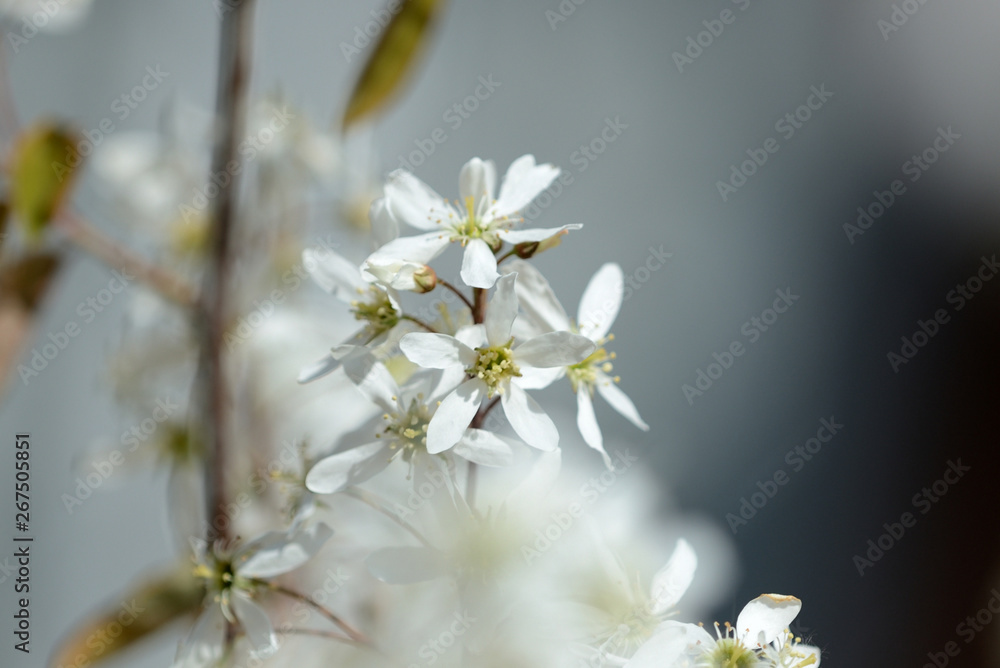 Beautiful white flowers on a young tree in spring Beautiful white flowers on a young tree in spring